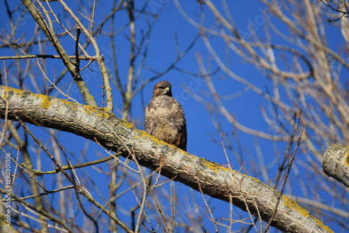 Bussard 1