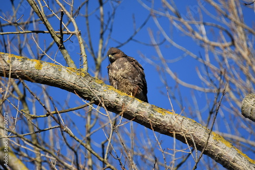 Bussard 2