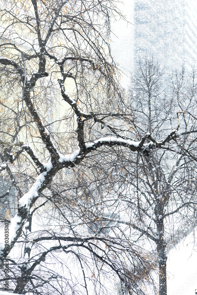 Obraz premium Through the window view looking down on to street level of a car driving on a snow covered street during winter storm with snow covered tree branches in the foreground. 