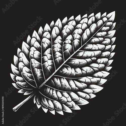Detailed Engraving of a Single Mint Leaf on Black Background.