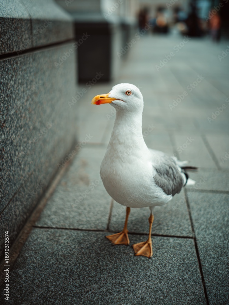 Obraz premium Seagull Standing on Concrete Sidewalk