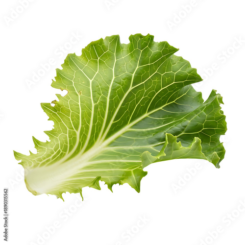 Single Green Cabbage Leaf on Black Background image isolated on Transparent Background