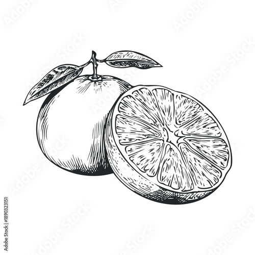 Orange fruit whole and half, an engraved illustration depicting a fresh citrus fruit with a sliced portion and green leaves, perfect for healthy food concepts.