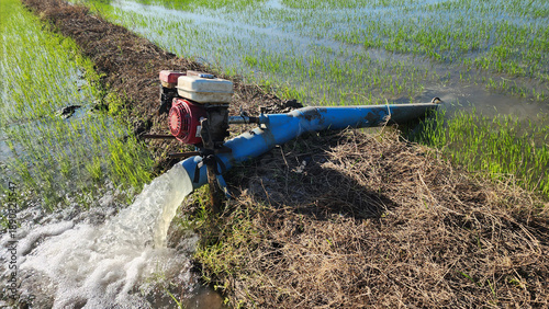 Water pump irrigating a rice field in an agricultural area, supplying water to young rice plants and representing irrigation systems, water management, and traditional farming practices