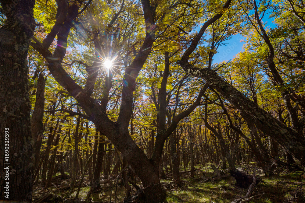 Obraz premium Autumn forest