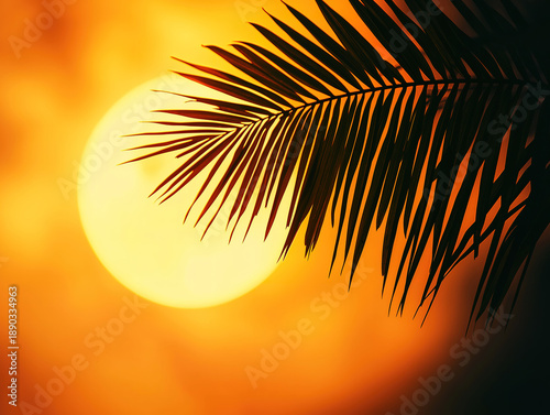 High-contrast image of a palm frond silhouette with a glowing moon behind