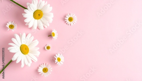 pink daisy flowers