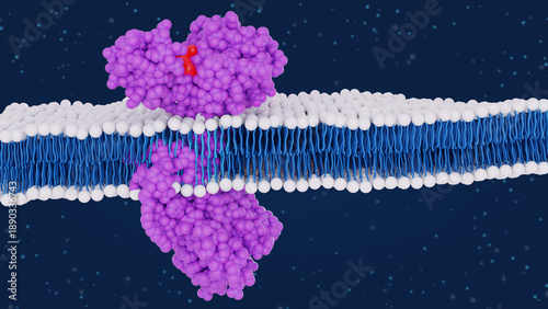 Beta-2 adrenergic receptor GPCR protein molecule embedded in lipid bilayer membrane. Molecular model. 3D rendering. Illustration