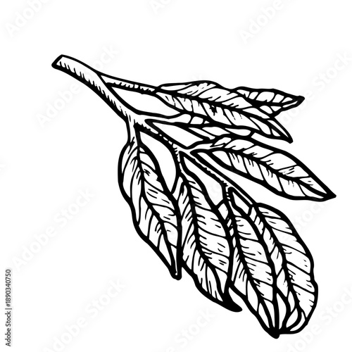 Leaves of longan tropical fruit in vintage linear style. Hnd drawn vector illustration.