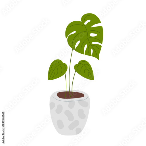 Green Monstera, domestic plant. Patterned Plant pot with green plant with large leaves. Vector illustration isolated on white