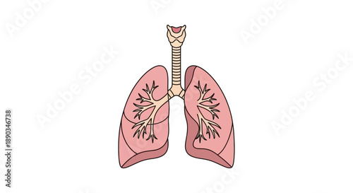 Detailed vector illustration of human lungs and respiratory system, perfect for medical education, health awareness, and scientific research materials