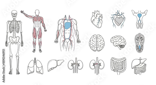 Detailed Human Anatomy Illustrations Skeleton, Muscles, Organs, and Circulatory System