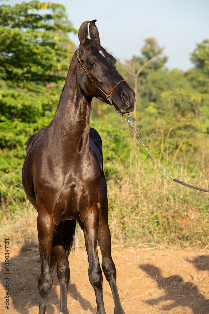 Fototapeta premium portrait of beautiful black Marwari mare. India, Gujarat