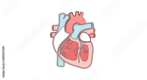 Detailed Human Heart Anatomy Illustration Showing Chambers, Arteries, and Veins in a Simplified Medical Diagram for Health and Science Concepts