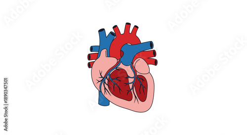 Detailed anatomical illustration of a healthy human heart, showcasing its vital structure with arteries and veins on a clean white background, symbolizing life and health