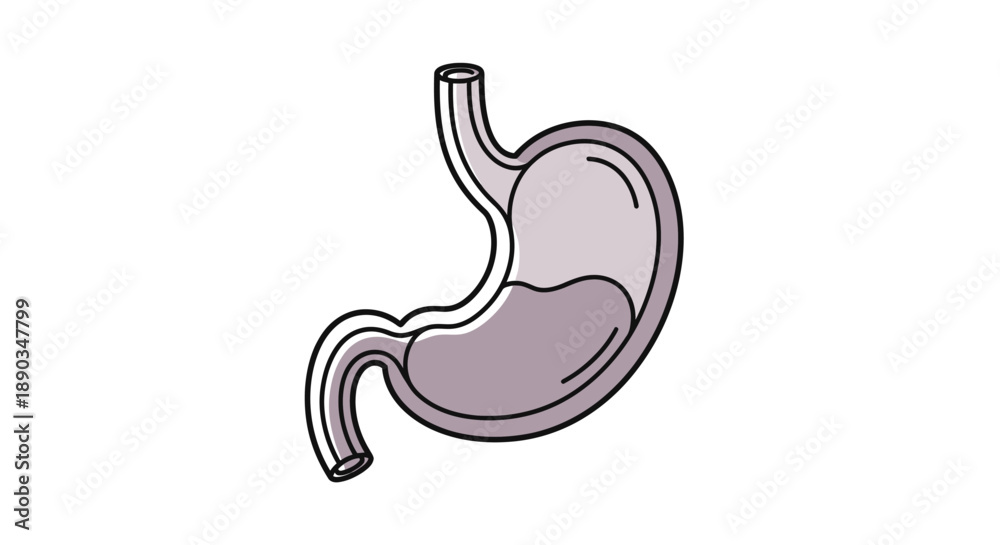 Fototapeta premium Illustration of the Human Stomach with Food and Digestive Fluids, Medical Anatomy and Physiology