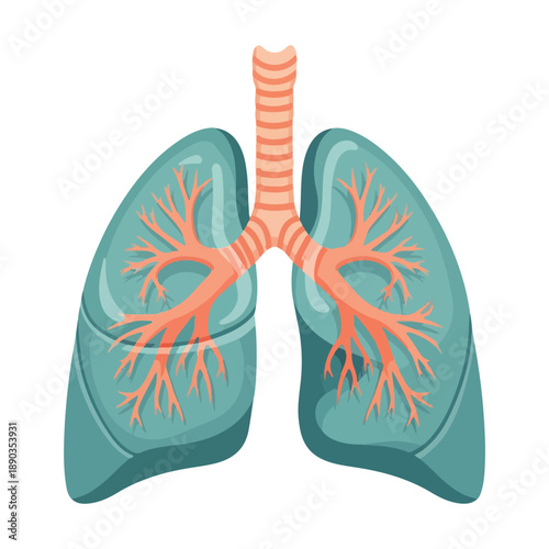 Vector illustration of human lungs, depicting the respiratory system's anatomy with trachea and bronchial tree, ideal for health awareness and medical education