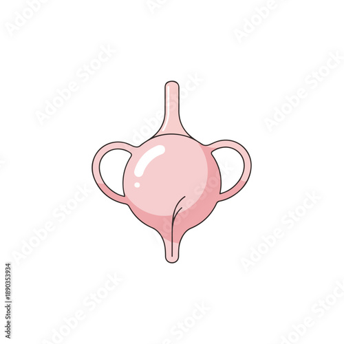 Illustration of uterus anatomy viewed from the front, showcasing its structure and surrounding organs in a simple diagram