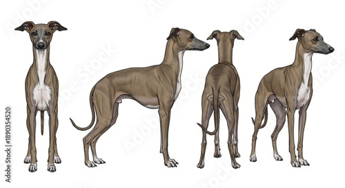 Anatomical Study of the Sleek Whippet Dog: Multiple Perspectives Vector Illustration Showing Front, Profile, Rear, and Three-Quarter Views of the Graceful Sighthound.