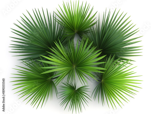 Palm Leaves Arranged to Create a Cross-Shaped Pattern