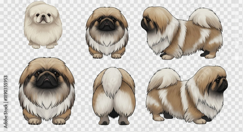 Detailed Digital Illustration Set of Adorable Pekingese Dogs: Full Body Views, Front, Profile, and Rear Angles on Transparent Background – Perfect for Game Assets, Stickers, and Breed Guides.