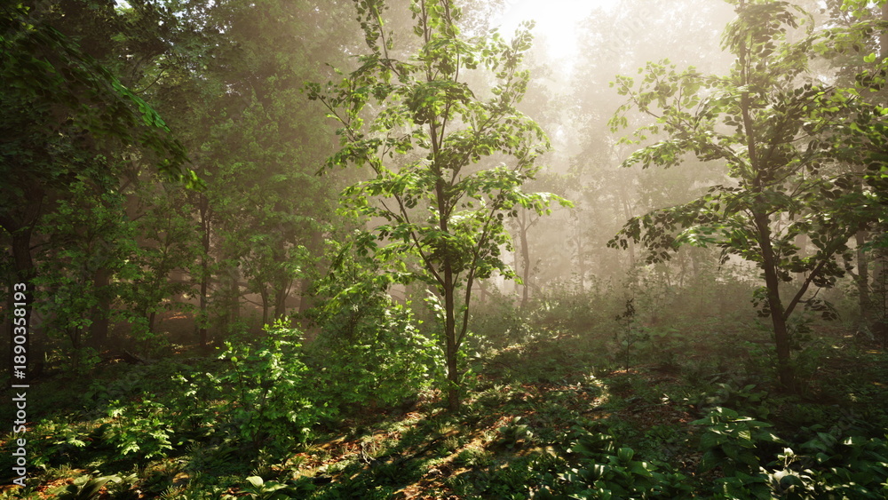 Fototapeta premium Soft rays of morning light shine through tall trees in a serene forest. Dense foliage creates a tranquil atmosphere, with mist adding an enchanting touch to the landscape.