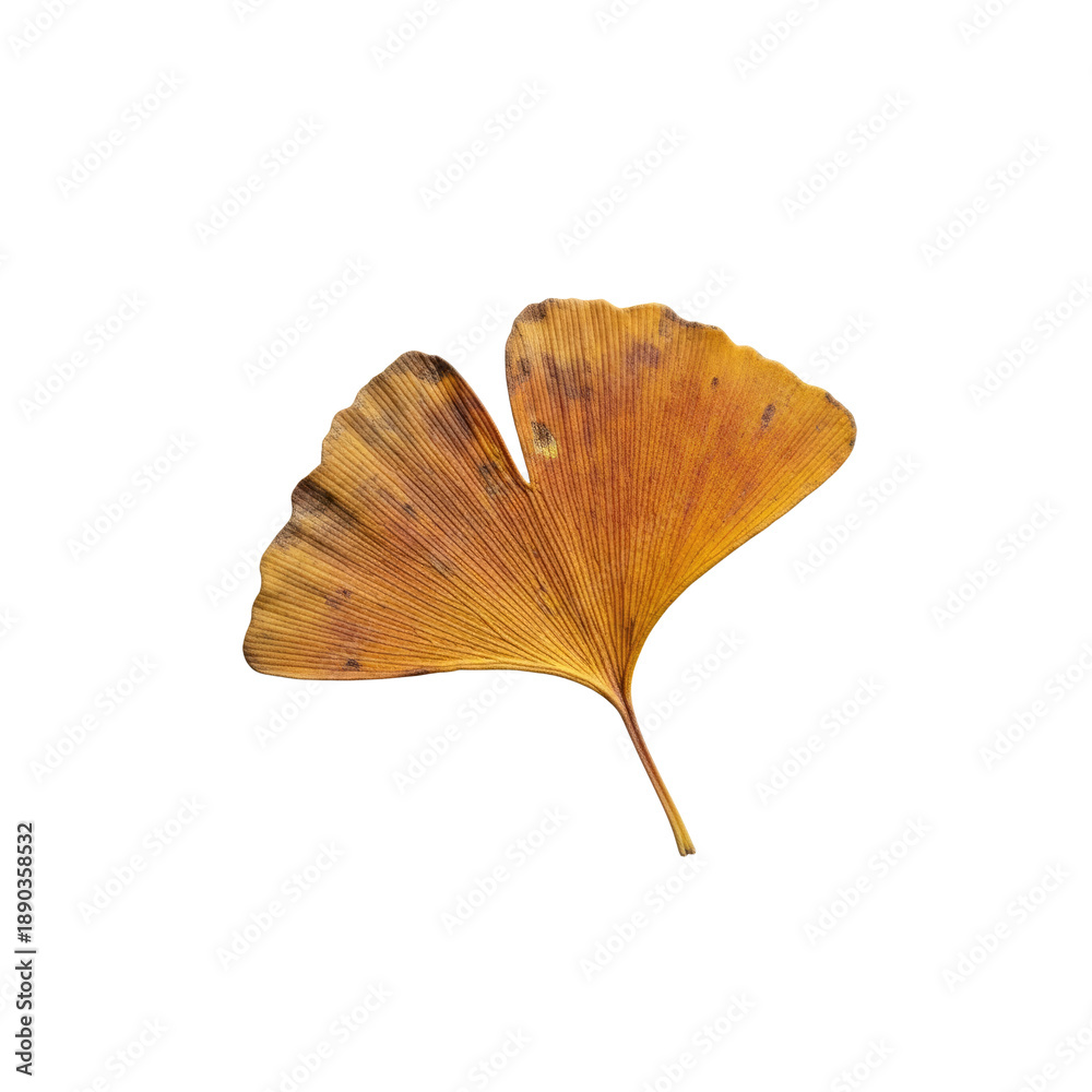 Naklejka premium Golden ginkgo leaf on Transparent Background