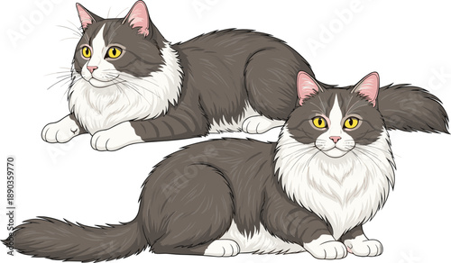 Cute fluffy gray and white cat pair resting together vector illustration for pet animal character design