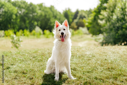 White shepherd dog outdoors in park. Happy pet, summer nature, animal portrait with copy space.