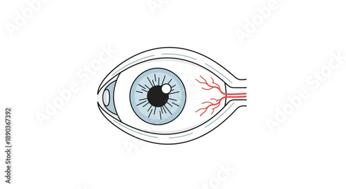 Detailed medical illustration of human eye anatomy, showcasing the intricate structure of the eyeball, iris, pupil, and surrounding blood vessels for educational and health-related content