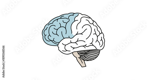 Illustrative representation of the human brain featuring a distinct highlighted area, symbolizing mental activity, memory, and intellectual thought processes