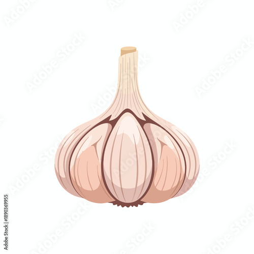 Isolated Garlic Bulb Illustration