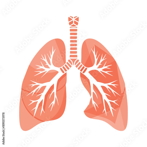 Illustration of human lungs with trachea and bronchi visible from the front
