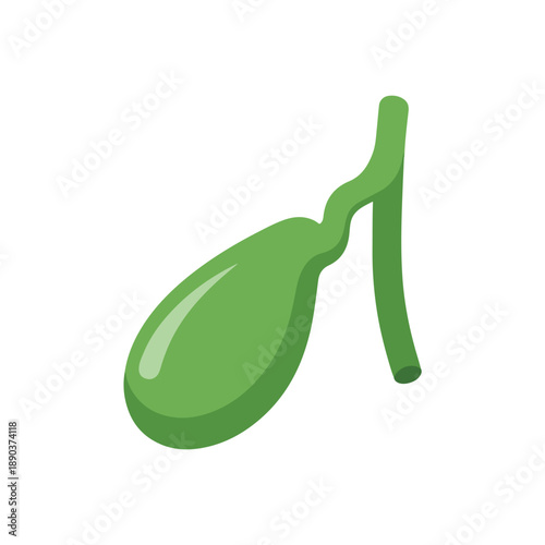 A green gallbladder illustration representing the human organ responsible for storing bile, crucial for digestion and nutrient absorption