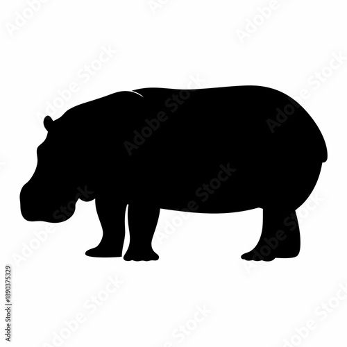 Isolated black silhouette of a hippopotamus walking slowly, a powerful African herbivore