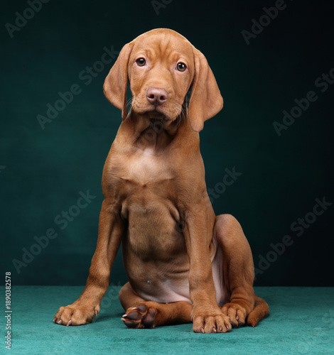 Cute Hungarian Vizsla puppy on a green background