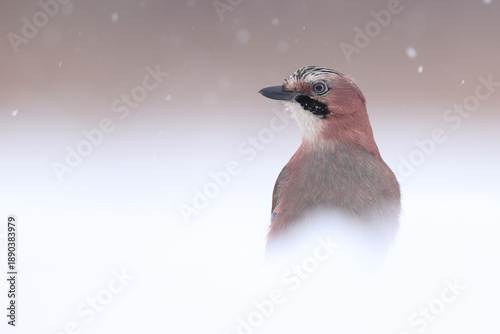 Quadro em tela Sójka, (Garrulus glandarius) jay