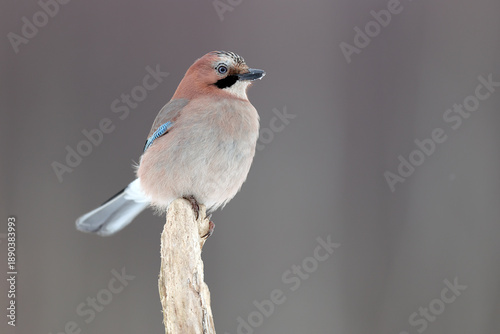 Fotografia Sójka, (Garrulus glandarius) jay