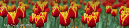 Panorama large orange-yellow tulips in a flower bed.
