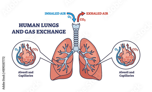 Detailed human lung anatomy showing gas exchange process