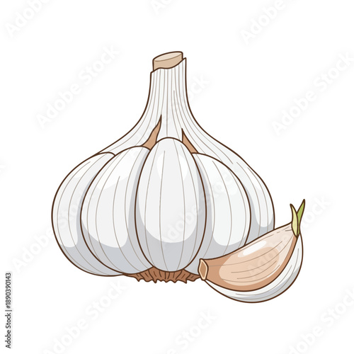 Garlic Illustration with Cloves