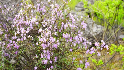 Blooming maralnik on mountain slopes in Chulyshman valley Altai Russia Bright spring symbol of wild Altai nature and seasonal renewal