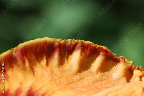 A vivid macro closeup of an orange petal with red streaks and delicate textur...
