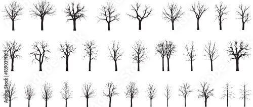 Φωτογραφία Set of bare trees without leaves on white background