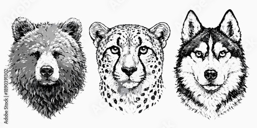Realistic monochrome wildlife and pet heads: bear, cheetah and husky dog front view in detailed ink sketch. Concept of strength, speed and loyalty in nature.