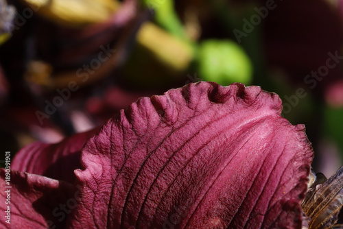 Close-Up Of A Burgundy Petal With Deep Vein Texture And Rich Color
