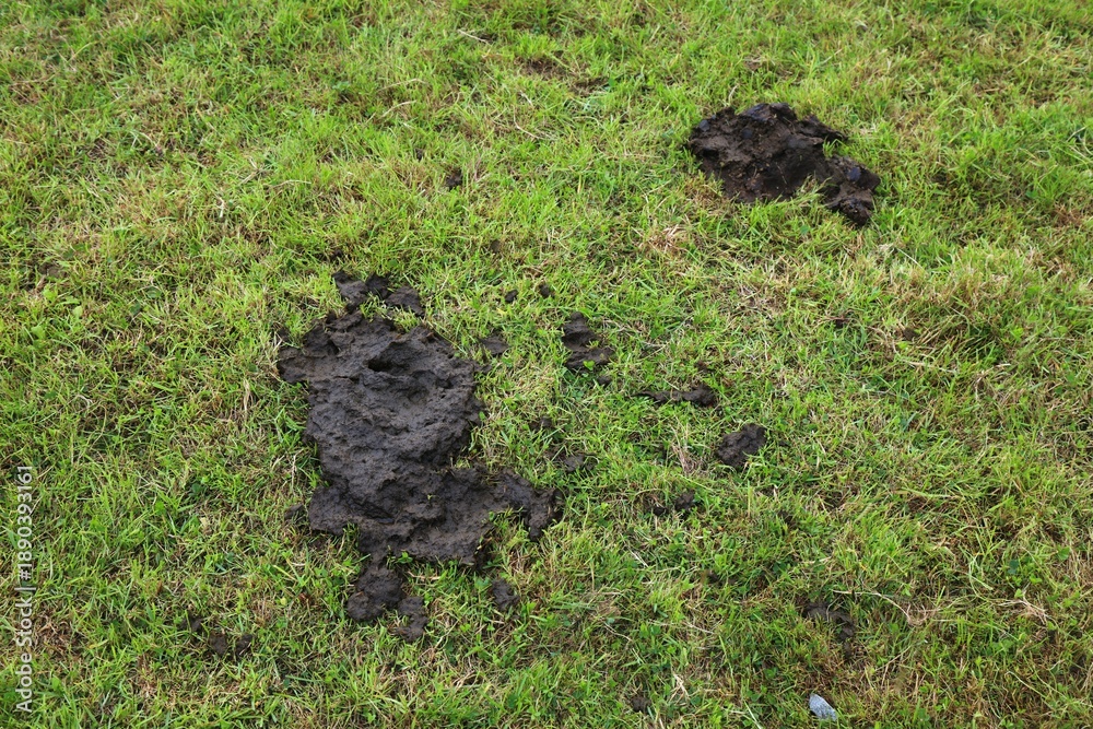 Fototapeta premium Cow dung - animal droppings in the grass. Ireland agriculture.