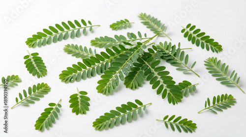 Phyllanthus niruri or meniran leaves isolated on white background