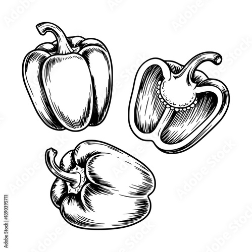 Hand drawn of bell peppers whole and halved a white background paprika capsicum