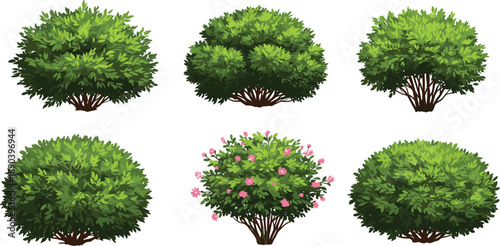 Flowering bush, pink blossoms, layered shrub, ornamental greenery, trimmed hedge, outdoor foliage, garden plants, landscape vegetation, cad drawing flat vector illustration